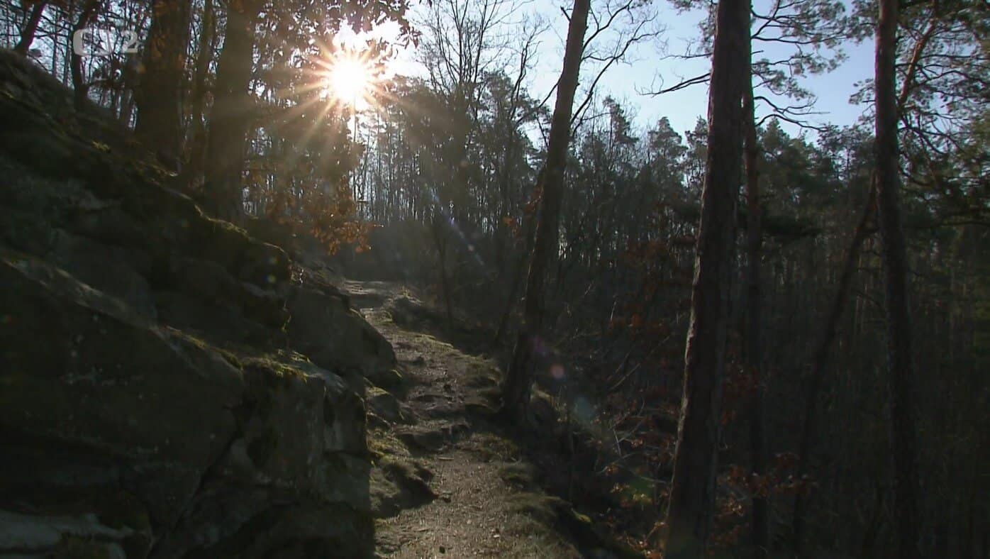 Otakárek fenyklový